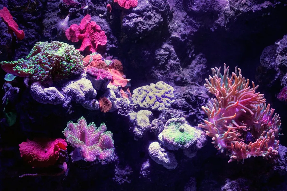 Diferença entre LED e Fluorescente para Aquário