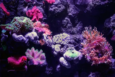 Diferença entre LED e Fluorescente para Aquário