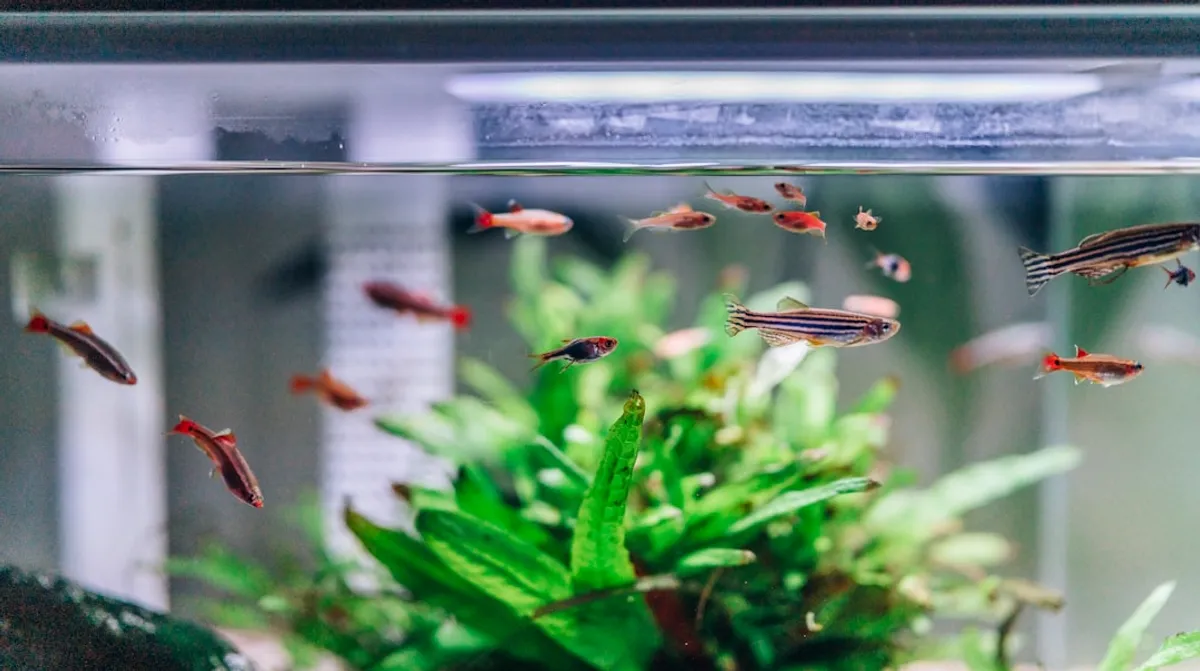 Espectro de Luz para Plantas Aquáticas: Guia Completo
