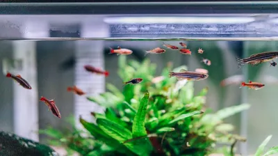 Espectro de Luz para Plantas Aquáticas: Guia Completo