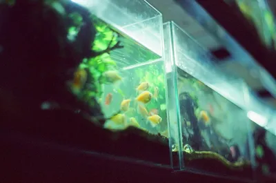 Fita LED para Aquário: Guia Completo de Iluminação Aquática