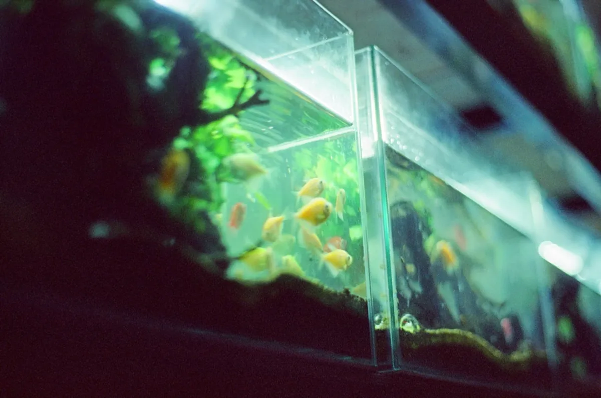 Fita LED para Aquário: Guia Completo de Iluminação Aquática