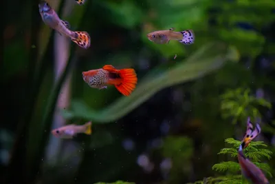 Fluval Aquarium Light: Guia Completo de Iluminação LED