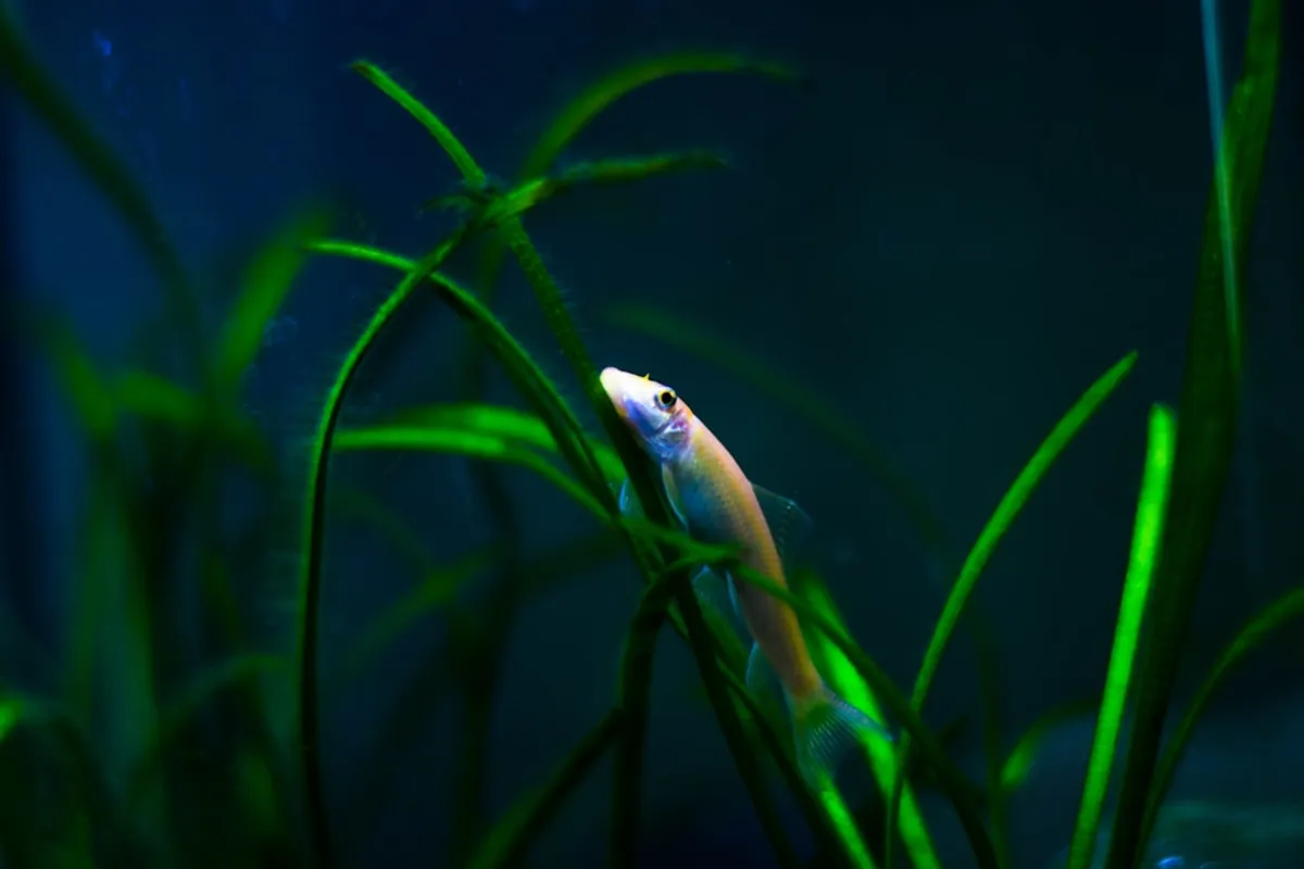 Iluminação Causa Algas no Aquário? Entenda a Relação