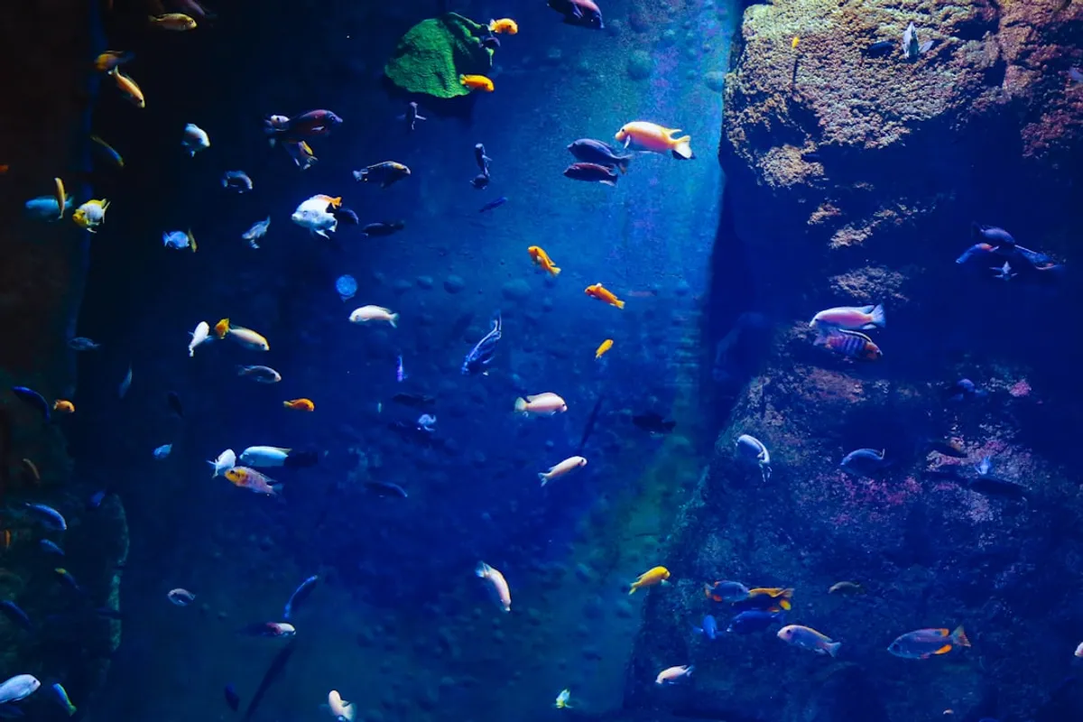 Iluminação para Aquário Marinho: Guia Completo 2026