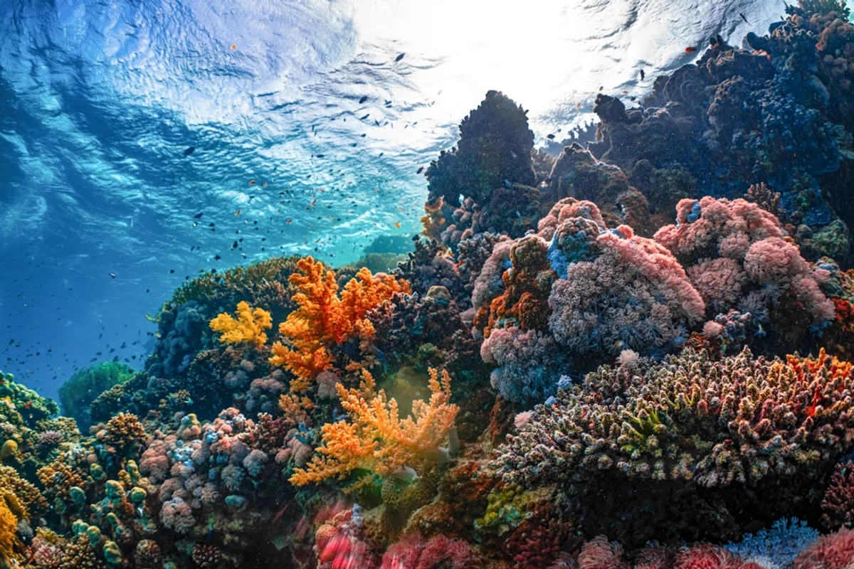 Iluminação para Coral: Guia Completo 2026