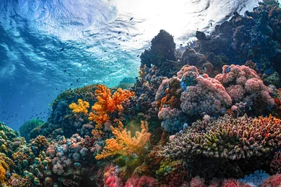 Iluminação para Coral: Guia Completo 2026
