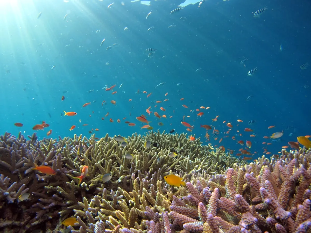 Iluminação Reef: Guia Completo para Corais Saudáveis