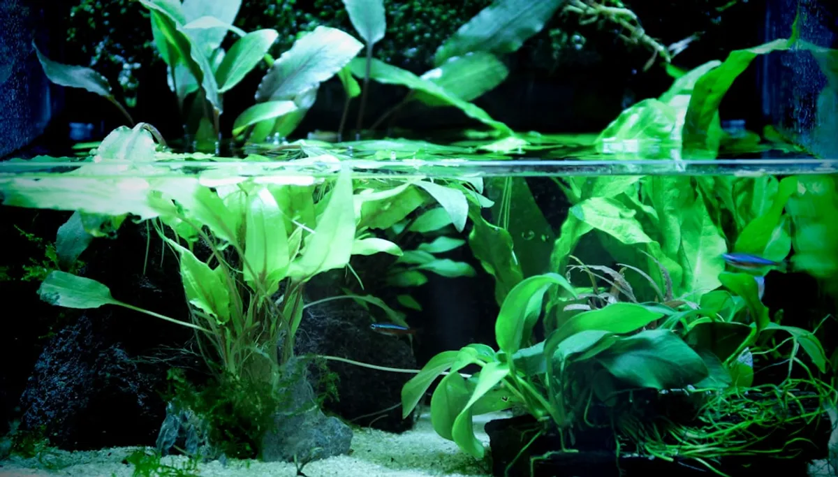 Intensidade de Luz Aquário Plantado: Guia Completo