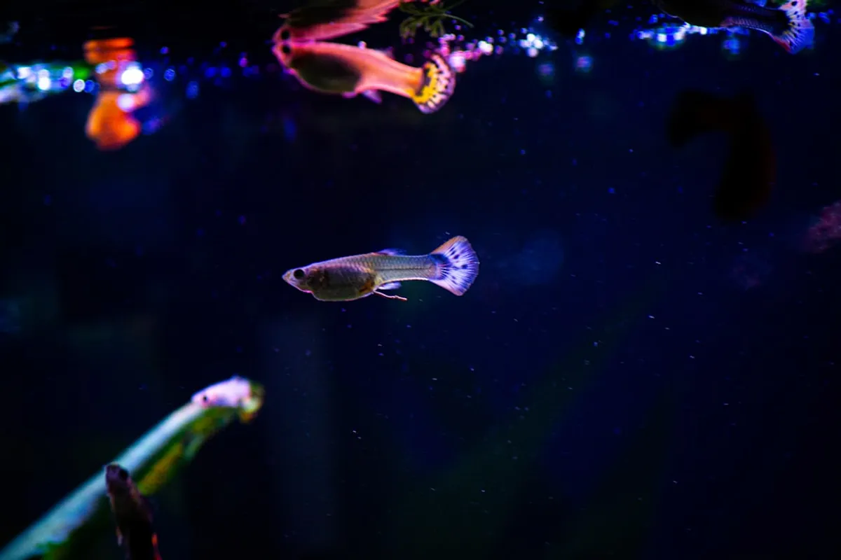 Kessil Aquário: Iluminação Premium para Seu Projeto