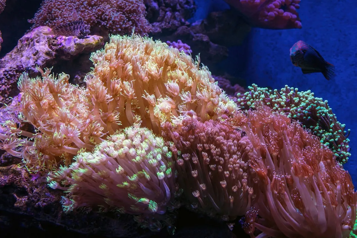 LED Reef Tank: Guia Completo para Iluminação de Corais