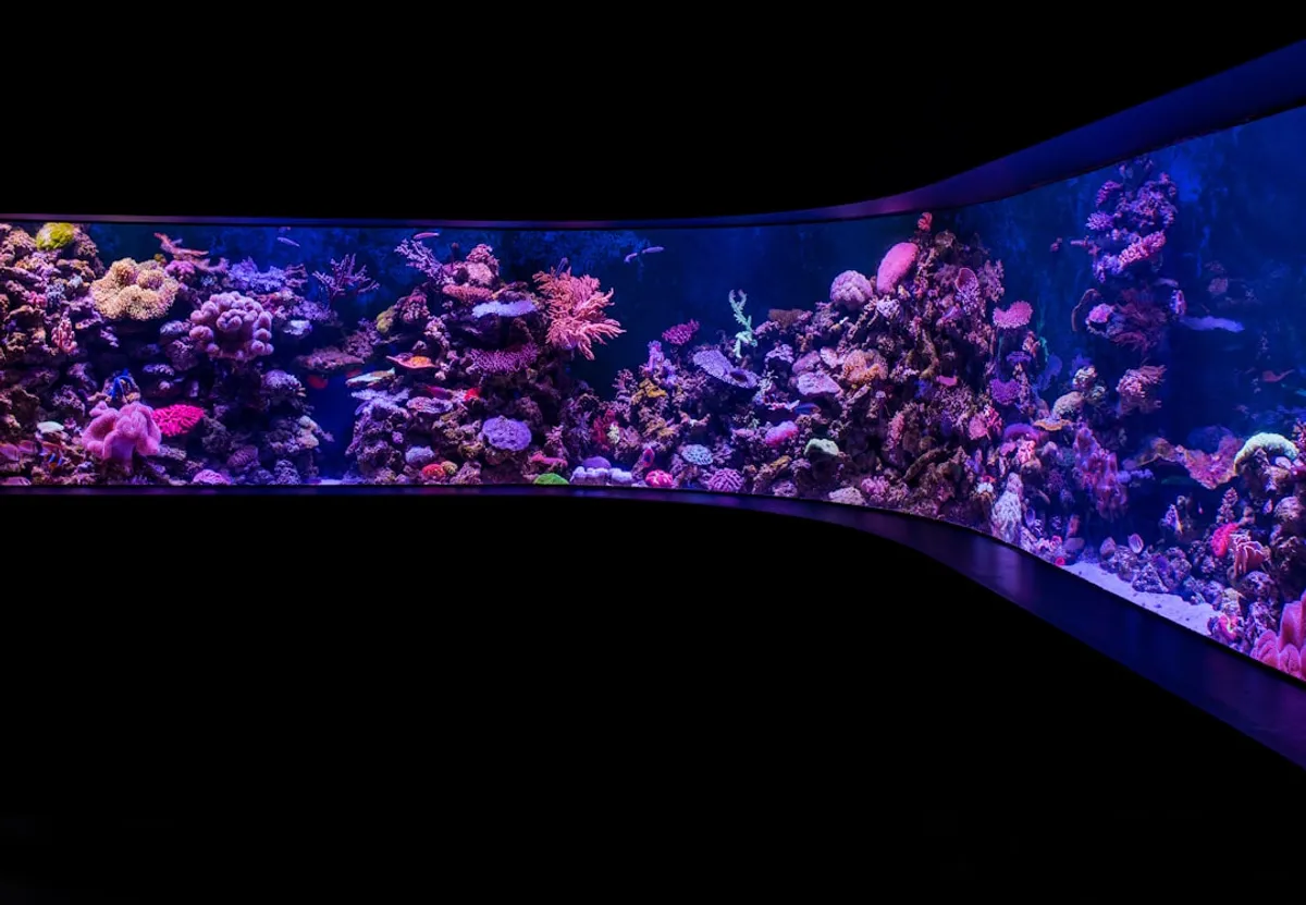 LED RGB para Aquário: Guia Completo de Escolha e Uso