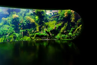 Luminária Aquário 50cm: Guia Completo para Escolher a Ideal