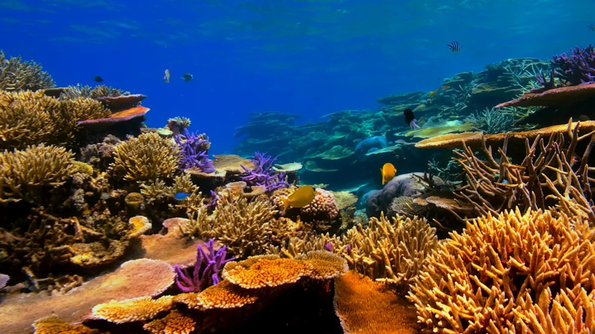Luz para Coral: Guia Completo para Escolher a Ideal