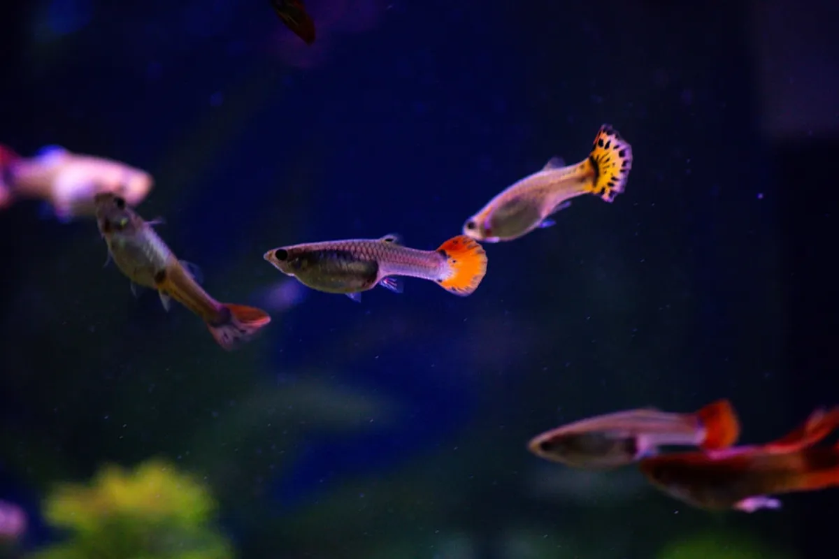 Maxspect LED Aquário: Guia Completo de Iluminação Premium