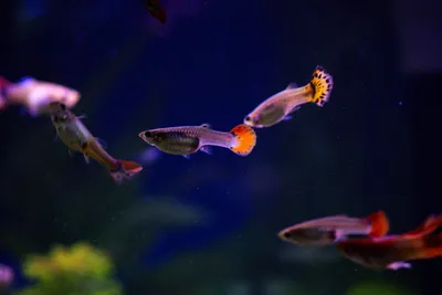 Maxspect LED Aquário: Guia Completo de Iluminação Premium