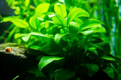 Melhor Iluminação para Aquário Plantado: Guia Completo