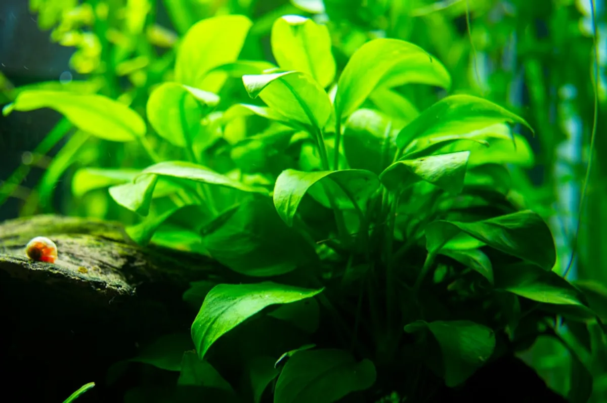 Melhor Iluminação para Aquário Plantado: Guia Completo