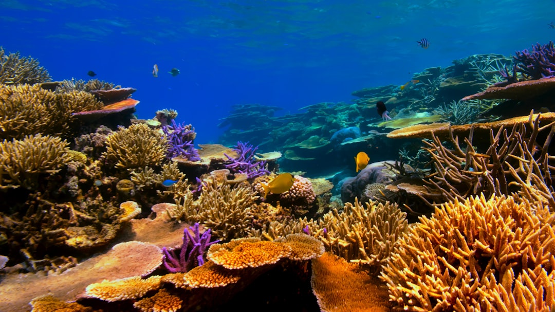 Luz para Coral: Guia Completo para Escolher a Ideal